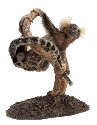 Lot 209 - Taxidermy: A Common Marmoset Monkey...