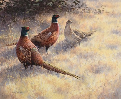 Lot 1031 - Rodger McPhail (b.1953) Pheasants in stubble...