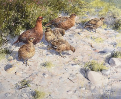 Lot 1030 - Rodger McPhail (b.1953) Grouse and chicks...