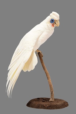 Lot 211 - Taxidermy: A Little Corella Cockatoo (Cacatua...