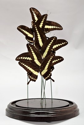 Lot 324 - Entomology: A Display of Seven Swallowtail...