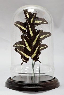Lot 324 - Entomology: A Display of Seven Swallowtail...