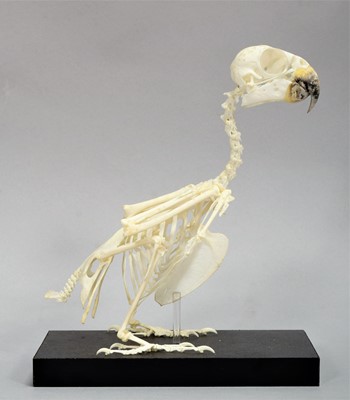 Lot 212 - Skeletons/Anatomy: An Orange-Winged Amazon...