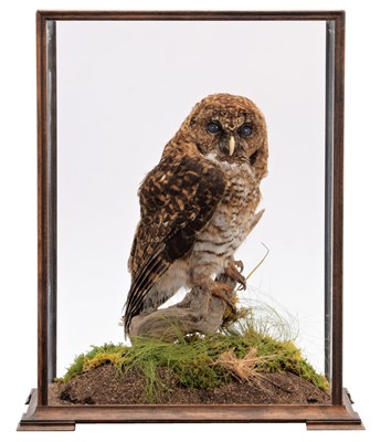 Lot 106 - Taxidermy: A Cased Rusty-Barred Owl (Strix...