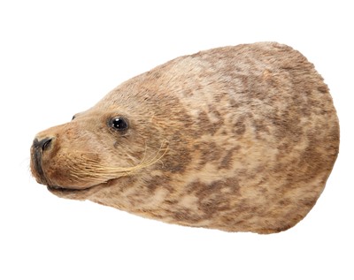 Lot 224 - Taxidermy: A Common or Harbor Seal (Phoca...