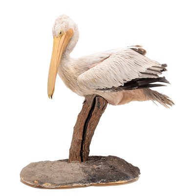 Lot 206 - Taxidermy: A Pink-Backed Pelican (Pelecanus...