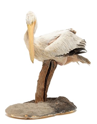 Lot 206 - Taxidermy: A Pink-Backed Pelican (Pelecanus...