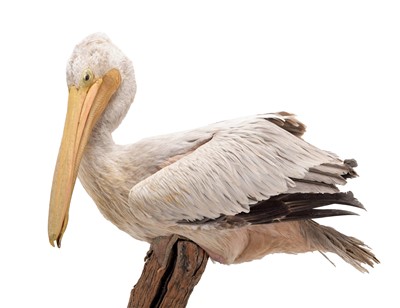 Lot 206 - Taxidermy: A Pink-Backed Pelican (Pelecanus...