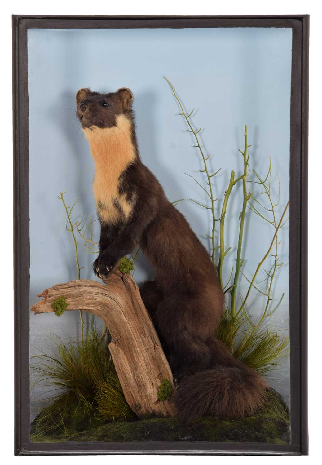 Lot 304 - Taxidermy: Scottish Pine Marten (Martes...