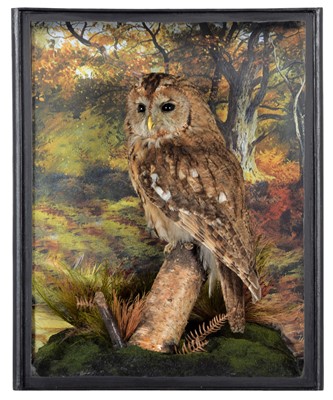 Lot 75 - Taxidermy: A Cased Tawny Owl (Strix aluco),...