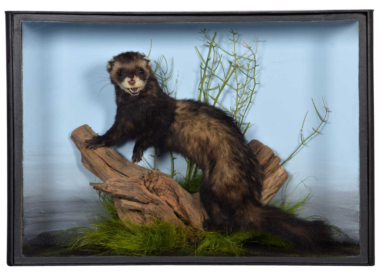 Lot 268 - Taxidermy: A Cased Polecat (Mustela putorius),...