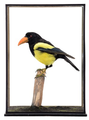 Lot 266 - Taxidermy: A Cased Fictional Magpie Toucan,...