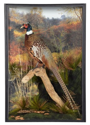 Lot 287 - Taxidermy: A Cased Ring-Necked Pheasant...