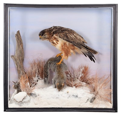 Lot 225 - Taxidermy: A Cased Common Buzzard with Grey...