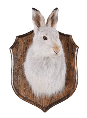 Lot 269 - Taxidermy: Scottish Mountain Hare (Lepus...