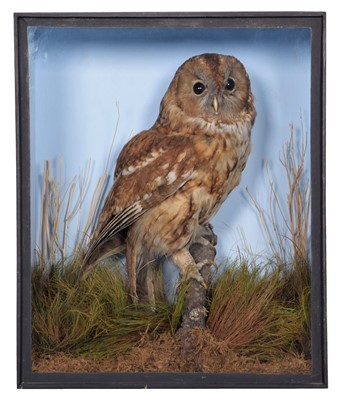 Lot 217 - Taxidermy: A Cased Tawny Owl (Strix aluco),...