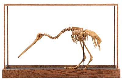 Lot 267 - Skeletons/Anatomy: A Cased Recreation of a New...