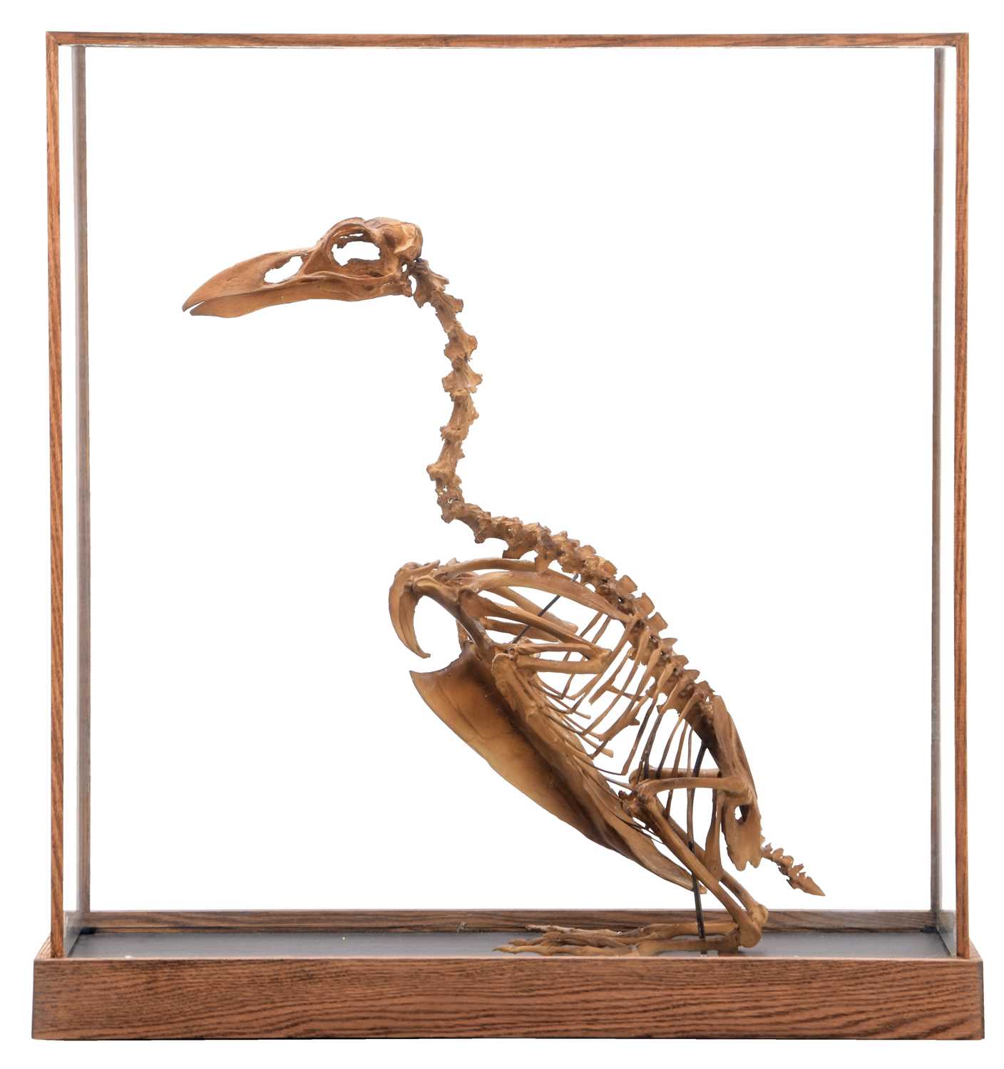 Lot 341 - Skeletons/Anatomy: A Cased Re-creation of an...