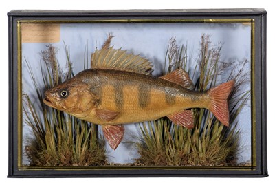 Lot 128 - Taxidermy: An Early Cased Perch (Perca...