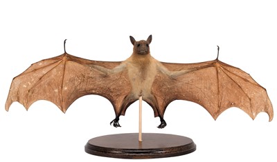 Lot 261 - Taxidermy: A Straw-Coloured Fruit Bat (Eidolon...