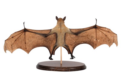 Lot 261 - Taxidermy: A Straw-Coloured Fruit Bat (Eidolon...