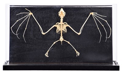 Lot 226 - Skeletons/Anatomy: A Rousette's Fruit Bat...