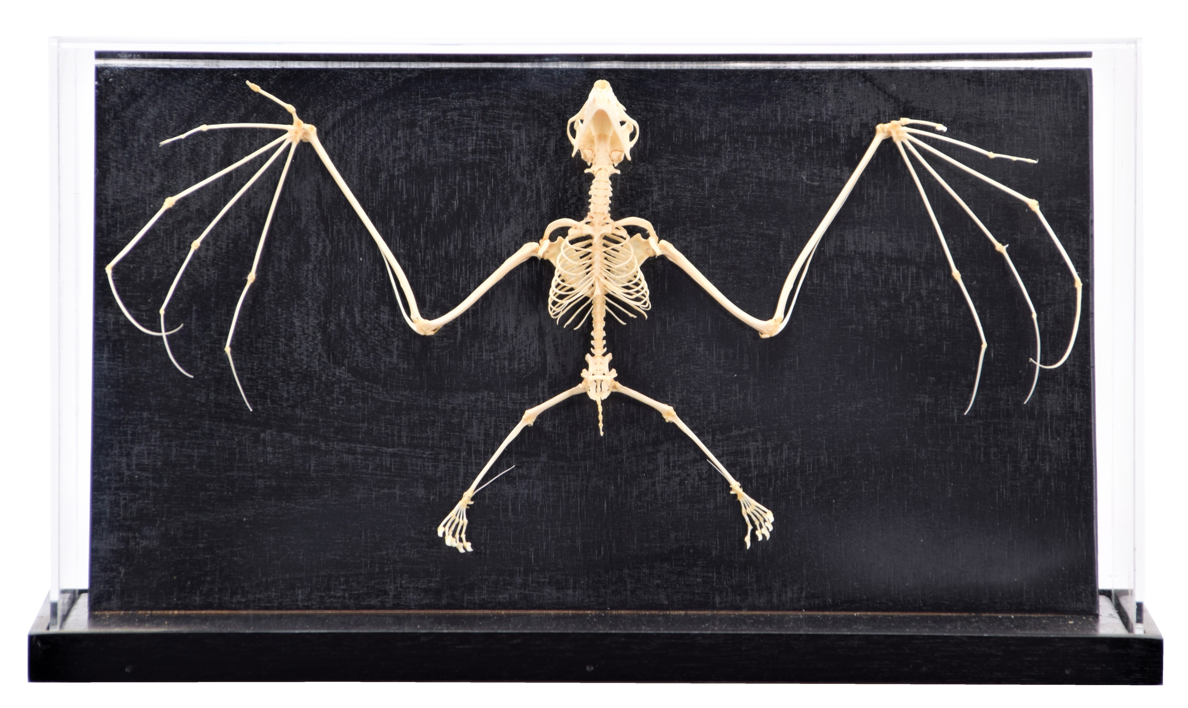 Lot 226 - Skeletons/Anatomy: A Rousette's Fruit Bat