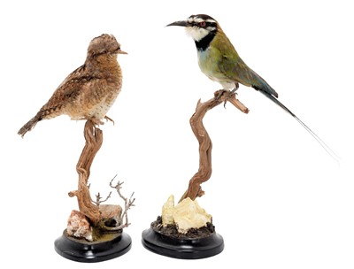 Lot 227 - Taxidermy: A White-throated Bee-eater &...