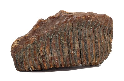 Lot 228 - Natural History: A Fossilized Mammoth Tooth...