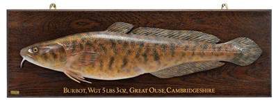 Lot 133 - Natural History: A Hand Carved Wooden Burbot...