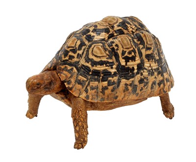 Lot 229 - Taxidermy: A Leopard Tortoise (Stigmochelys...