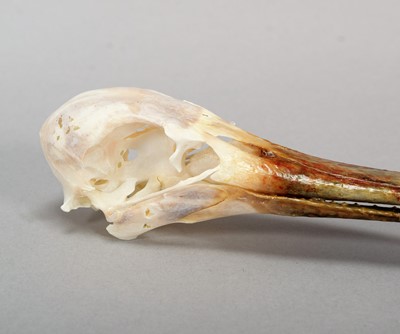Lot 198 - Skulls/Anatomy: An African Spoonbill Skull...