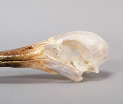 Lot 198 - Skulls/Anatomy: An African Spoonbill Skull...