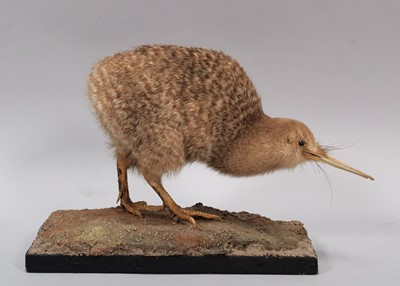 Lot 230 - Taxidermy: A Late Victorian Little Spotted...