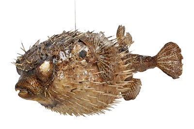 Lot 131 - Taxidermy: A Pair of Porcupine Puffer Fish,...