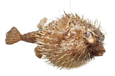 Lot 131 - Taxidermy: A Pair of Porcupine Puffer Fish,...
