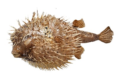 Lot 131 - Taxidermy: A Pair of Porcupine Puffer Fish,...