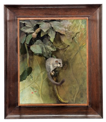 Lot 253 - Taxidermy: A Wall Cased European Edible...