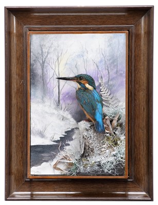 Lot 50 - Taxidermy: A Wall Cased European Kingfisher...