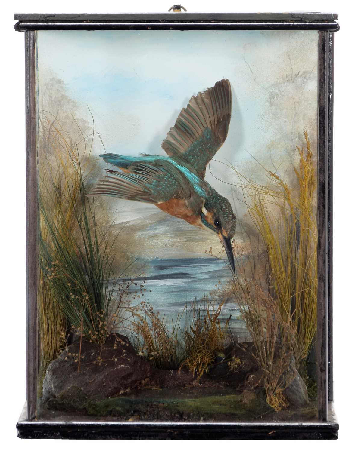 Lot 122 - Taxidermy: A Cased European Kingfisher (Alcedo...
