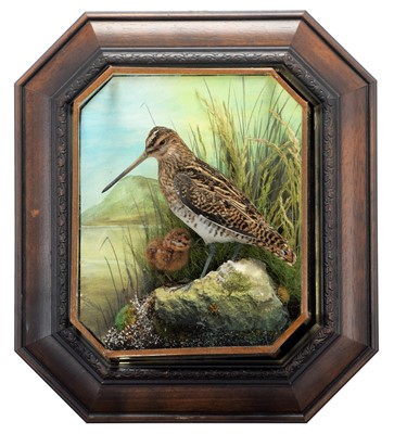 Lot 148 - Taxidermy: A Wall Cased Snipe & Chick...