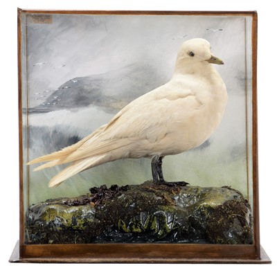 Lot 193 - Taxidermy: A Cased Ivory Gull (Pagophila...
