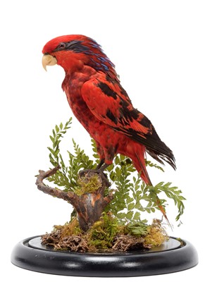 Lot 245 - Taxidermy: A Blue-streaked Lory (Eos...