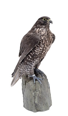 Lot 339 - Taxidermy: A Black Gyr Falcon (Falco...