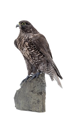Lot 339 - Taxidermy: A Black Gyr Falcon (Falco...