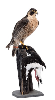 Lot 232 - Taxidermy: A Peregrine Falcon (Falco...