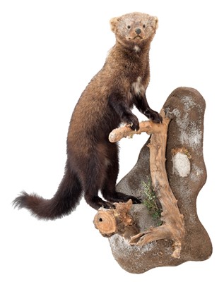 Lot 250 - Taxidermy: A North American Fisher (Pekania...