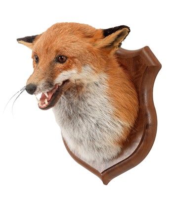 Lot 333 - Taxidermy: A European Red Fox Mask (Vulpes...