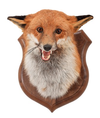 Lot 333 - Taxidermy: A European Red Fox Mask (Vulpes...