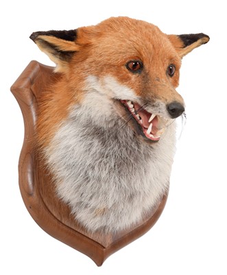 Lot 333 - Taxidermy: A European Red Fox Mask (Vulpes...